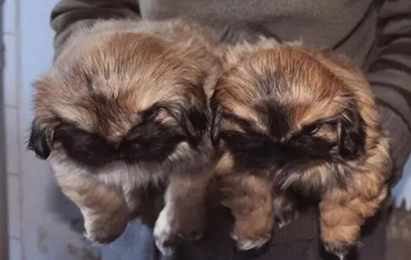 鹰叭犬王大帝图片大全