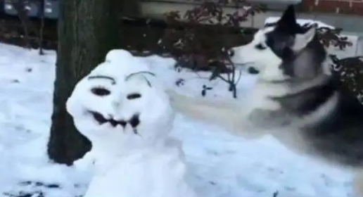 哈士奇被主人堆的雪人丑到了,于是直接把雪人给拆了 哈士奇被主人堆的雪人丑到了,于是直接把雪人给拆了