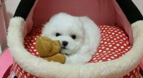 比熊犬太萌了,它在窝里“抱着”泰迪熊玩得好开心! 比熊犬太萌了,它在窝里“抱着”泰迪熊玩得好开心!