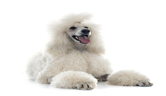 法国国犬是什么狗 法国国犬是什么狗