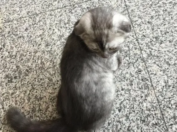 老人不断收养流浪猫，房间不收拾“臭气熏天”，邻居受不了找外援