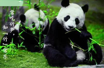 大熊猫怎么改吃素的动物，小熊猫吃竹子的缘故 