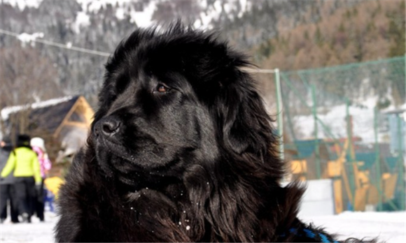 纽芬兰犬是烈性犬吗 纽芬兰犬是烈性犬吗