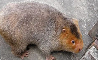 竹鼠:肉治消渴,油治冻疮、烫火伤,牙治破伤风