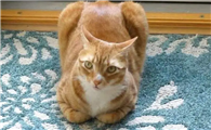 母鸡蹲猫咪快生了