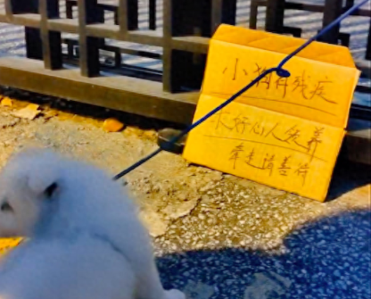 残疾边牧被遗弃，男孩好心带回却被告知没法治，只因它是“幽灵”