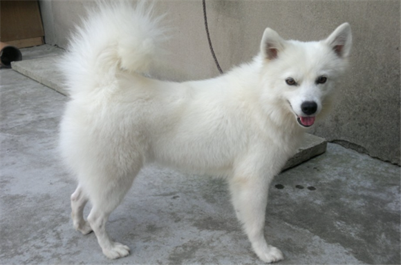 日本尖嘴犬好养吗