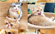 大头猫头像江湖有大头的猫咖