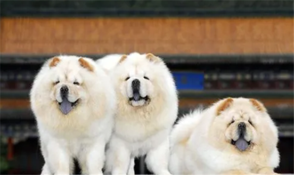 熊狮犬和松狮犬的区别哪个好 熊狮犬和松狮犬的区别哪个好