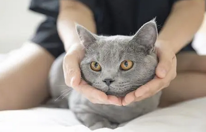 猫性特质的女人