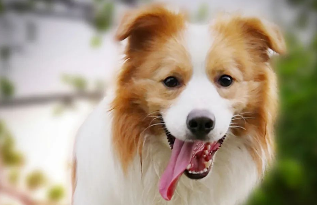 【边境牧羊犬百科】边牧/柯利犬的药物黑名单 【边境牧羊犬百科】边牧/柯利犬的药物黑名单