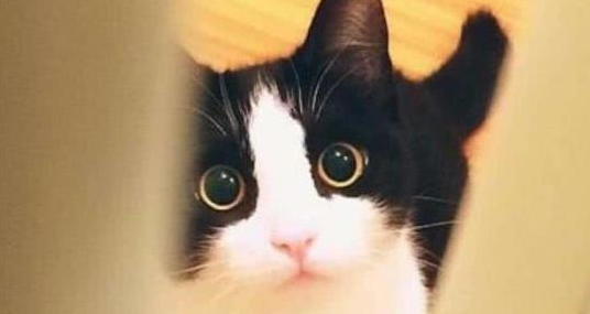 几把猫表情包原图