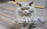 塞凯猫好养吗