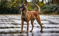 训练马犬的18个动作,马犬的训练教程