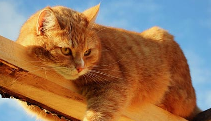 猫咪关心主人的10种表现，看看你家猫有没有！