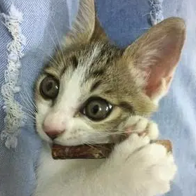 捡了流浪猫回家,没多久就露出“本性”,咬坏了铲屎官的耳机 捡了流浪猫回家,没多久就露出“本性”,咬坏了铲屎官的耳机