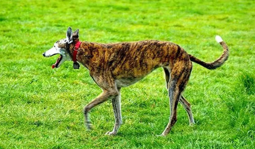 美国国犬是哪个国家的品种 美国国犬是哪个国家的品种