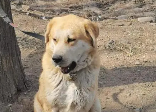太行犬几个月会叫 太行犬几个月会叫
