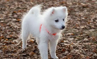 白狐犬是什么狗