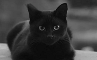 5个月黑色猫多大