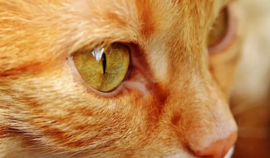 金色瞳孔的猫叫什么 金色瞳孔的猫叫什么