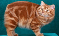 曼克斯猫守护神和什么是一对