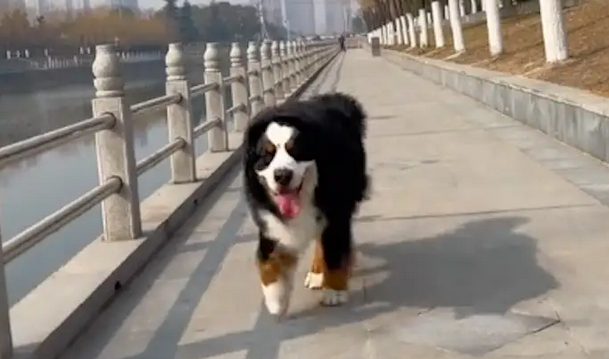 网友养了伯恩犬,被邻居举报是烈性犬,还在群里发消息渲染危险性 网友养了伯恩犬,被邻居举报是烈性犬,还在群里发消息渲染危险性