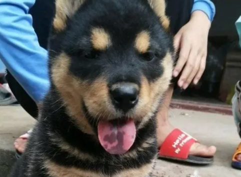 四眼土狗智商高吗