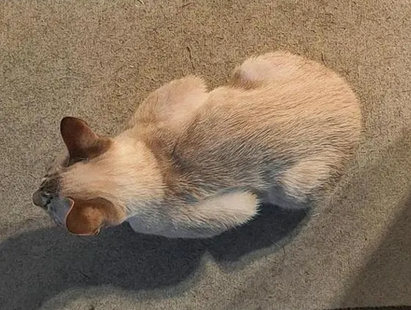 母鸡蹲猫咪是什么意思