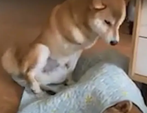 傲娇柴犬一见到婴儿就变贴心“狗保姆”,狗狗这是母爱大发啊! 傲娇柴犬一见到婴儿就变贴心“狗保姆”,狗狗这是母爱大发啊!