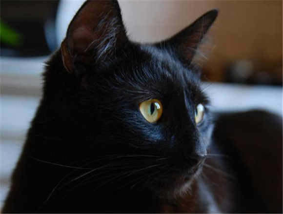 养黑色的猫好不好 养黑色的猫好不好
