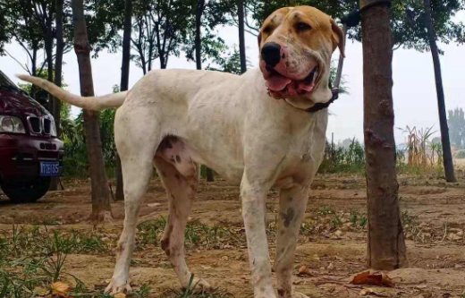 库达犬灭绝了吗