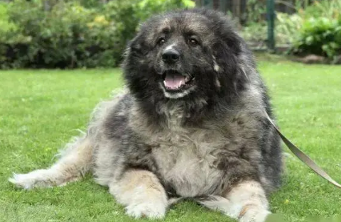 俄罗斯国犬叫什么名字 俄罗斯国犬叫什么名字