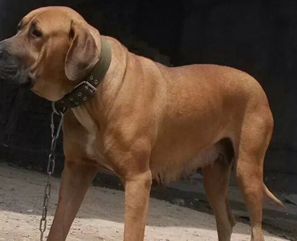 土佐犬怎么样