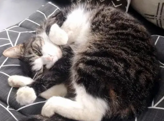 老伴去世，老人搬到养老院去住，独留猫咪守着原来的房子