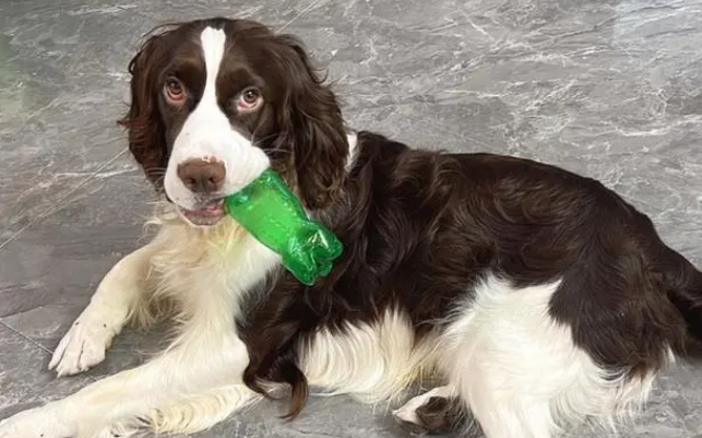 史宾格犬护主吗