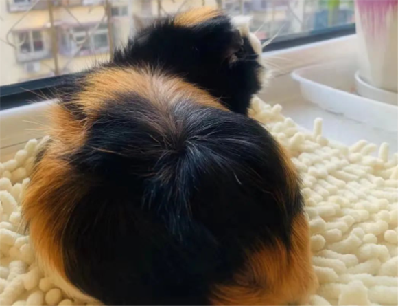 荷兰猪吃东西卡异物的急救办法 荷兰猪吃东西卡异物的急救办法