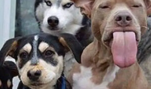 主人给家里4只狗狗拍照，结果哈士奇和比特犬却一直在抢镜