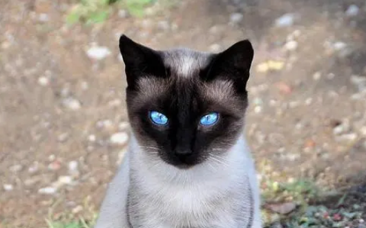 那个叫什么罗猫 那个叫什么罗猫
