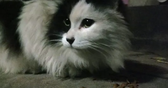 经常遇到这只小猫,给它吃了一次之后,它到点就来等着 经常遇到这只小猫,给它吃了一次之后,它到点就来等着