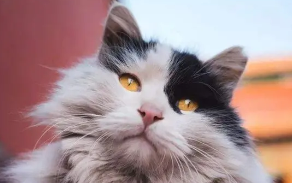 故宫猫鳌拜去世