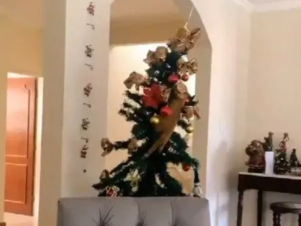 惨遭迫害的圣诞树,引网友传经验,原来猫和圣诞树竟能共存...