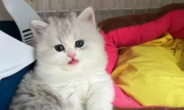 公主猫多少钱一只