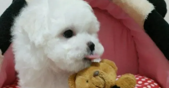 比熊犬太萌了,它在窝里“抱着”泰迪熊玩得好开心! 比熊犬太萌了,它在窝里“抱着”泰迪熊玩得好开心!