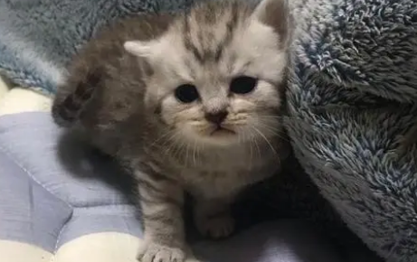 虎斑银渐层猫图片