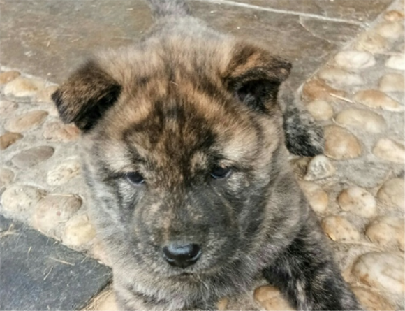 虎皮犬为什么是士狗