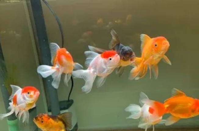 养泰狮水深多少合适