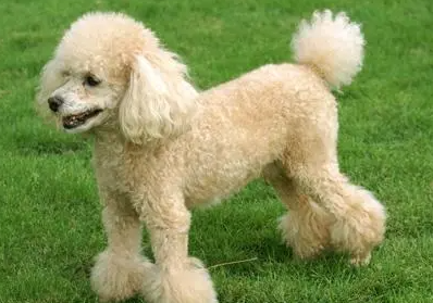 贵妇犬和贵宾犬一样吗