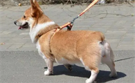 狗狗是不是腿短就长不大