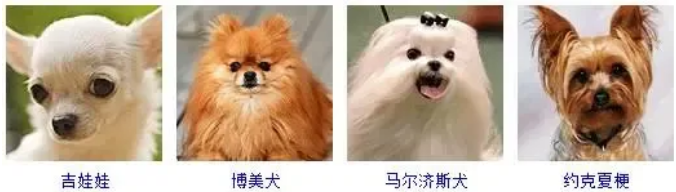 所有狗狗品种大全 所有狗狗品种大全